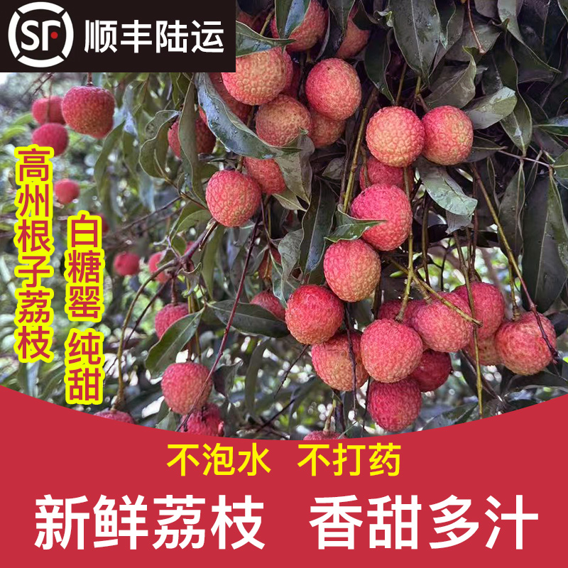 【顺丰冷链】正宗高州根子白糖罂荔枝2.5/3斤纯甜