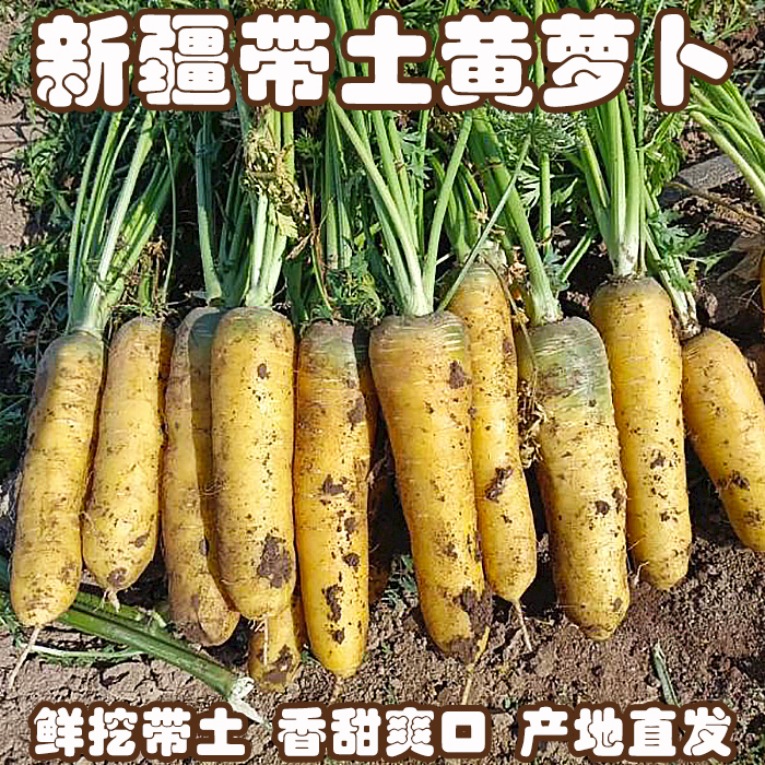 新疆黄萝卜新鲜带土助农胡萝卜产地直发香甜爽口特产手抓饭羊肉汤
