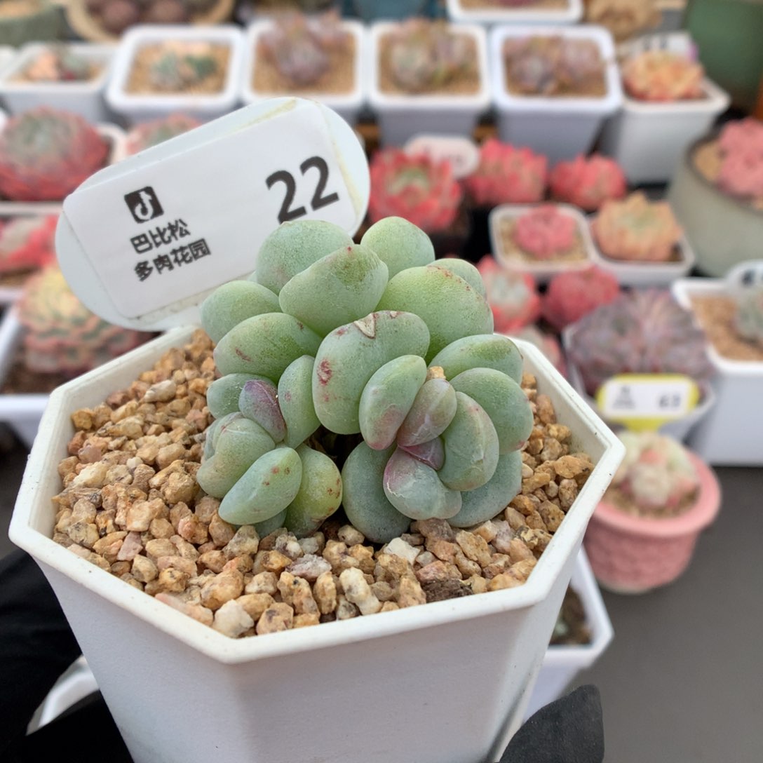 22 三头紫心冰玉石化