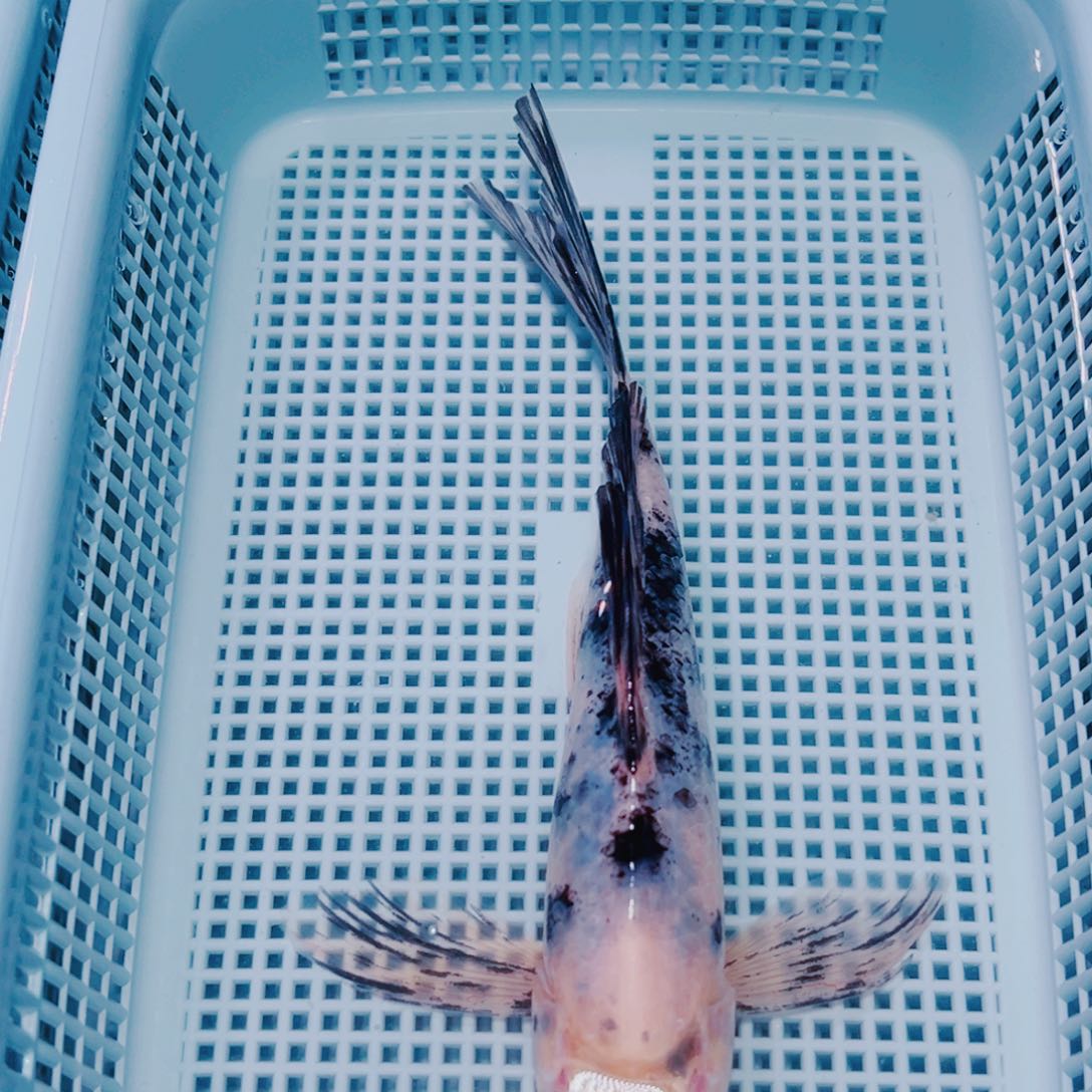 海水鱼锦鲤观赏鱼187