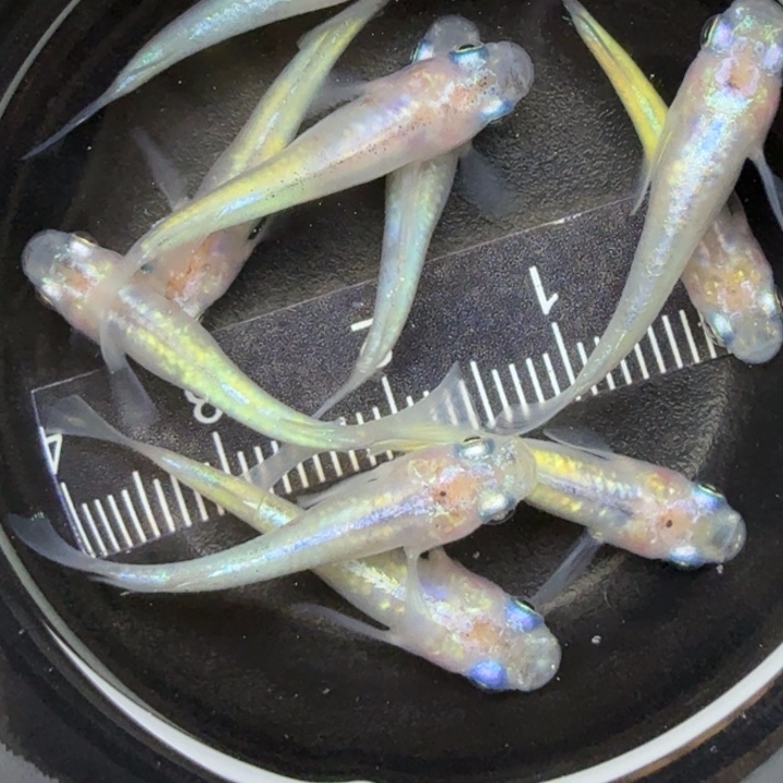 青鳉鱼蛋白石15号