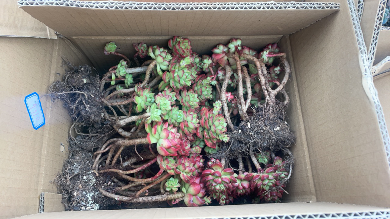 太好看多肉 清库存福利，蒂亚老桩一箱多肉，掉头叶片不售后