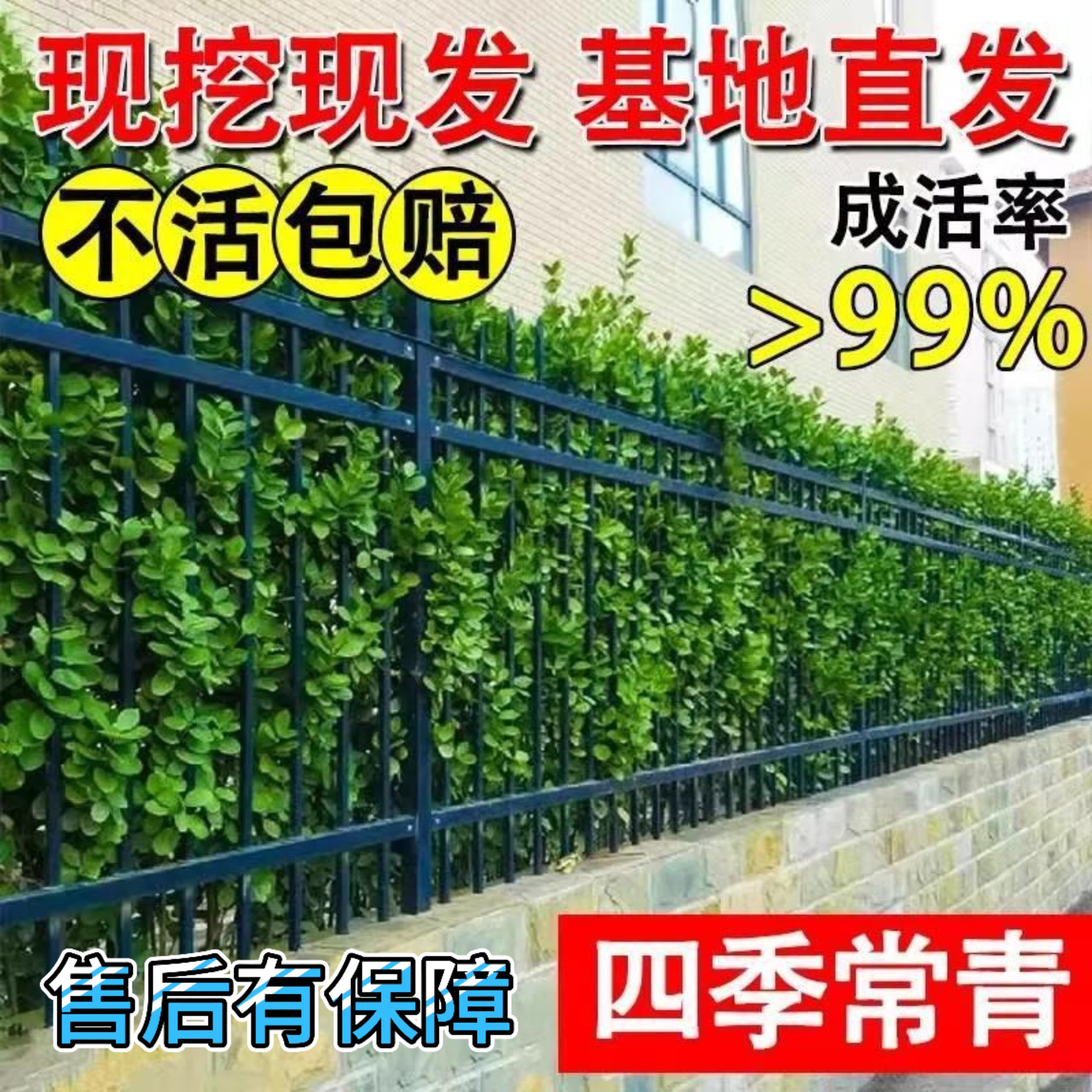 北海道黄杨庭院围墙篱笆植物冬青苗四季常青耐寒耐旱绿化苗木