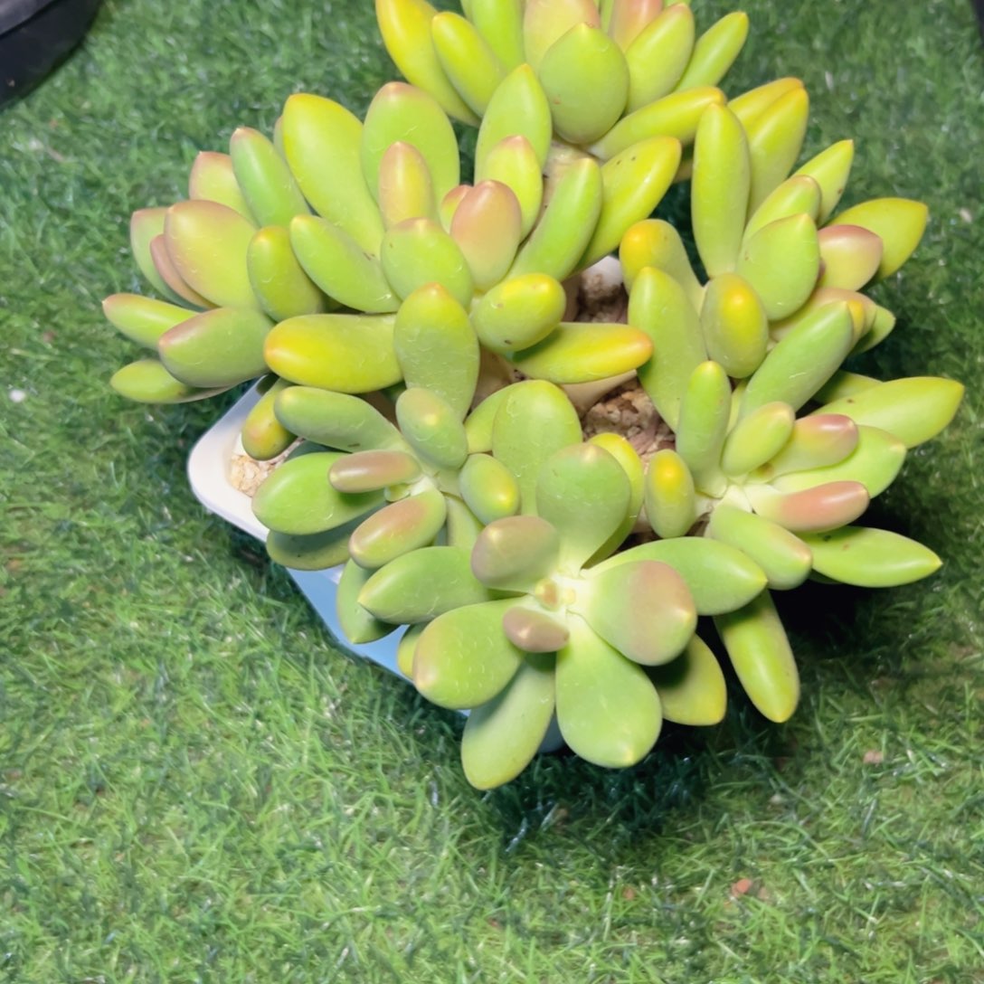 M***a多头……潘，朵，拉 杂……寄养