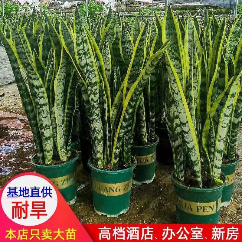 高脚金边虎皮兰原盆原土