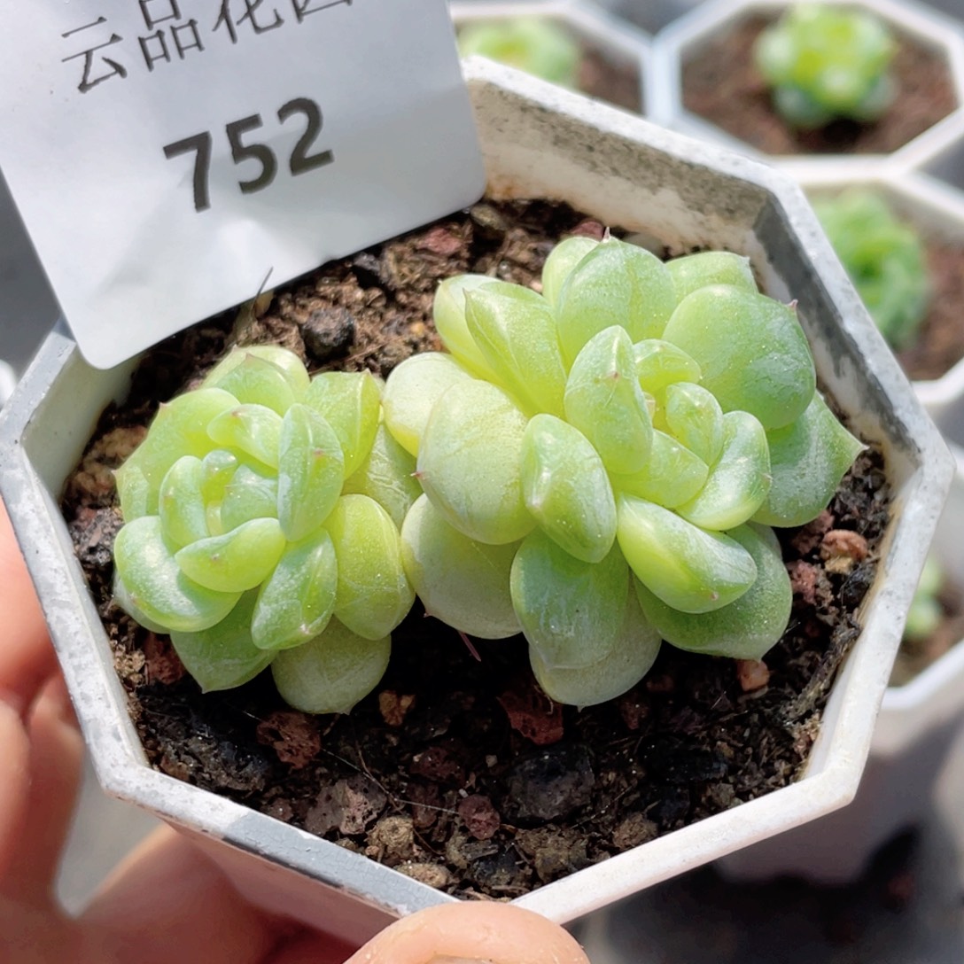 752号糖心冰心珍妮 孤