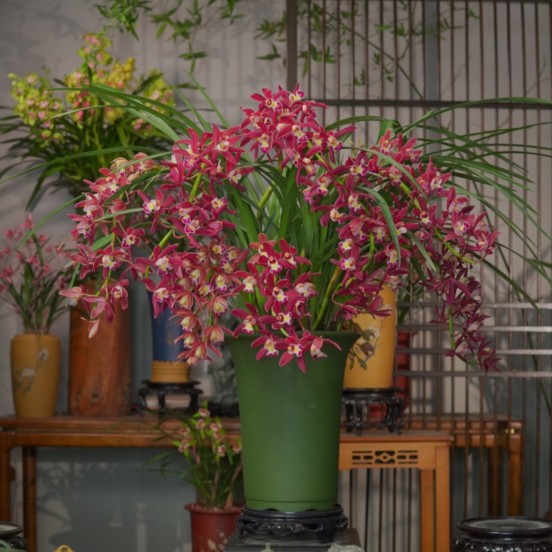 金榜题名【状元红】高端名品 带5-8花苞带花剑  室内外好养易活
