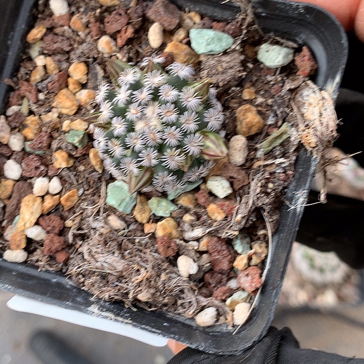 1 实生克氏丸2.6厘米