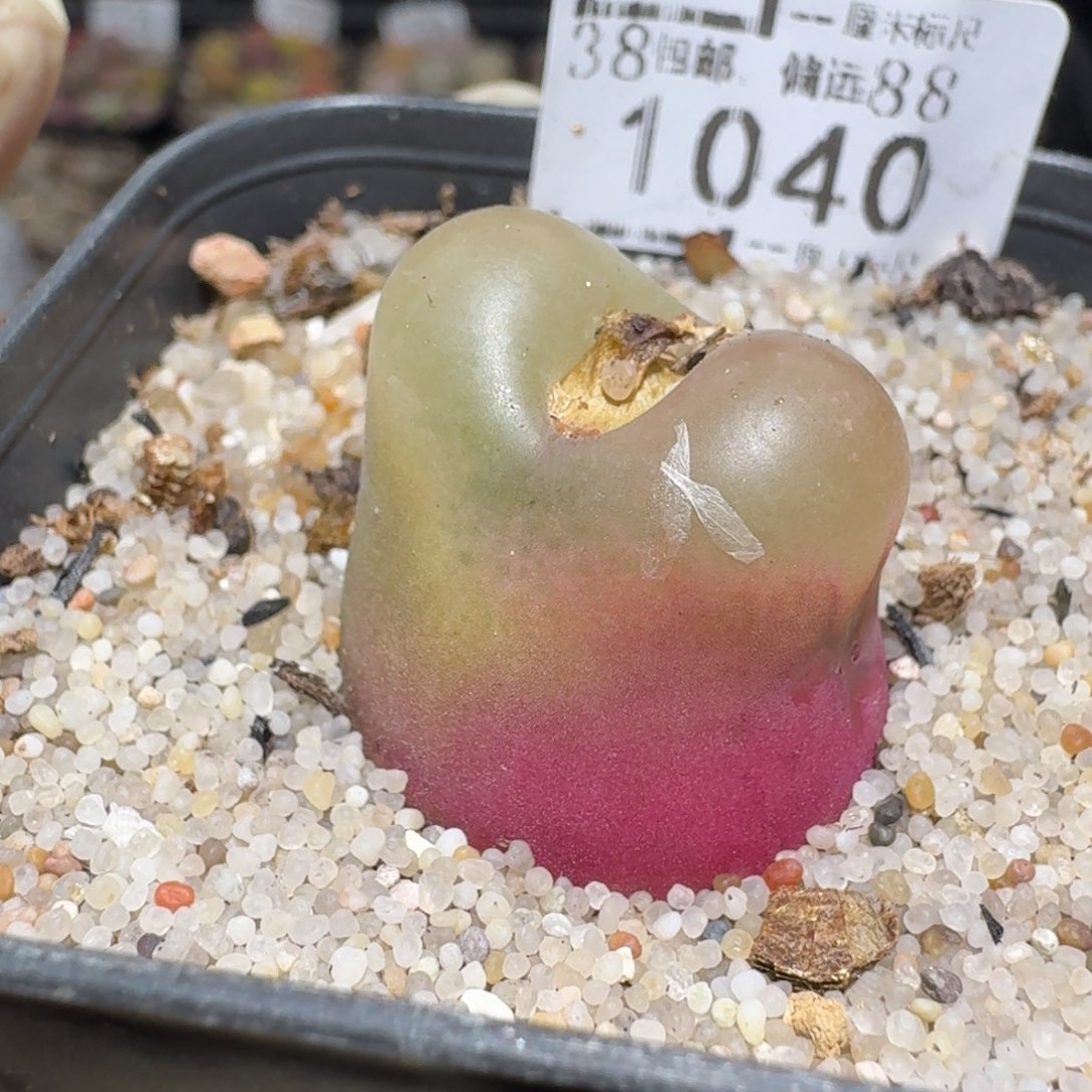 Zzz捡漏福利走起1040荔枝