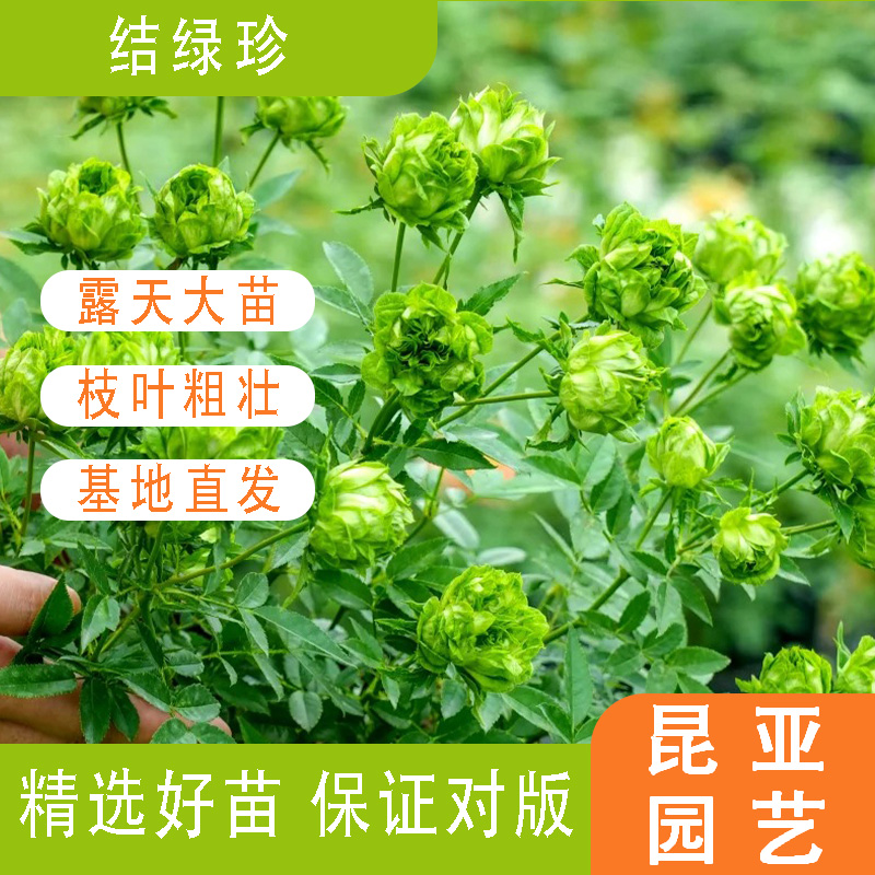 昆亚花园结绿珍月季花苗阳台庭院盆栽带花苞新手好养基地直发