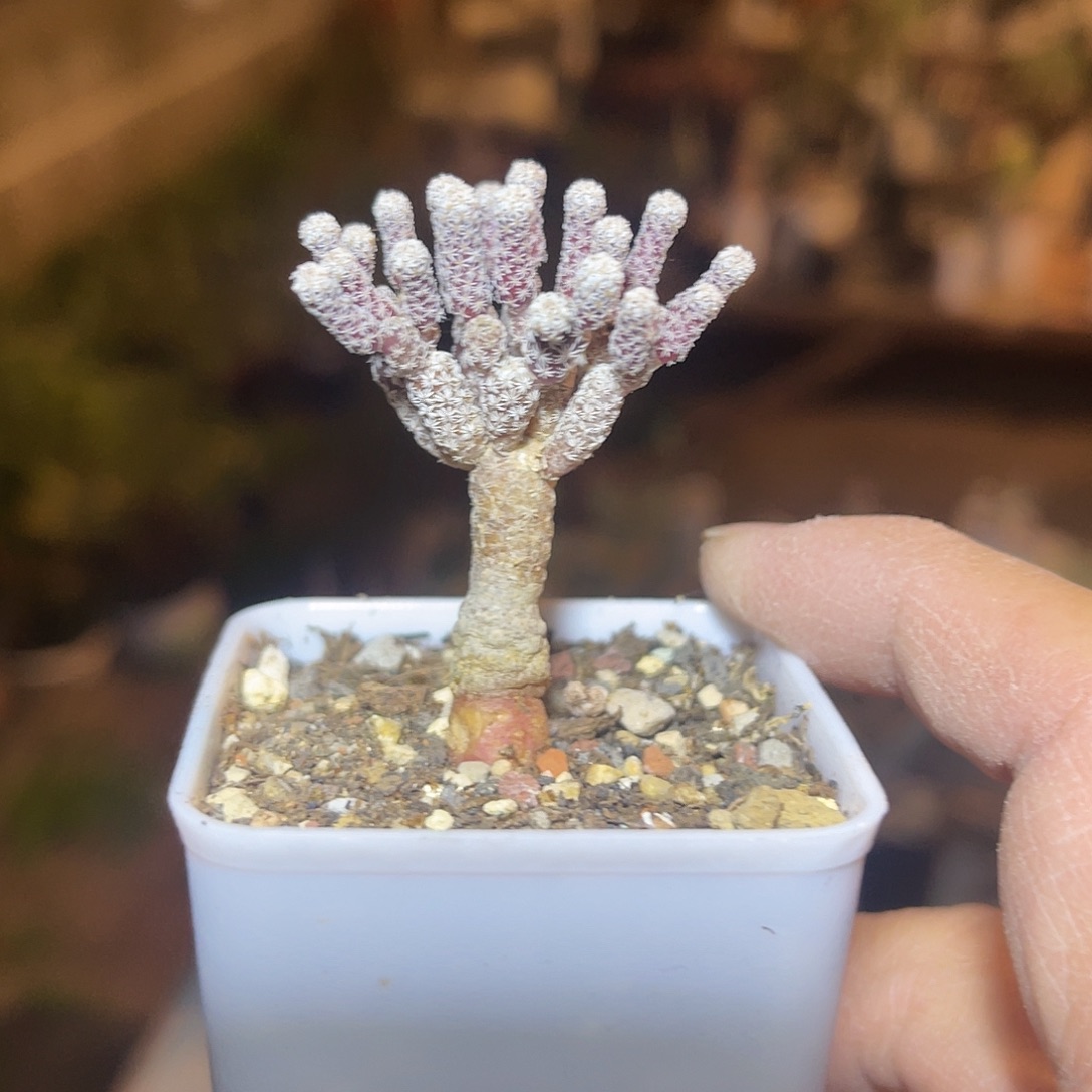 实生迷你牧师一物一拍