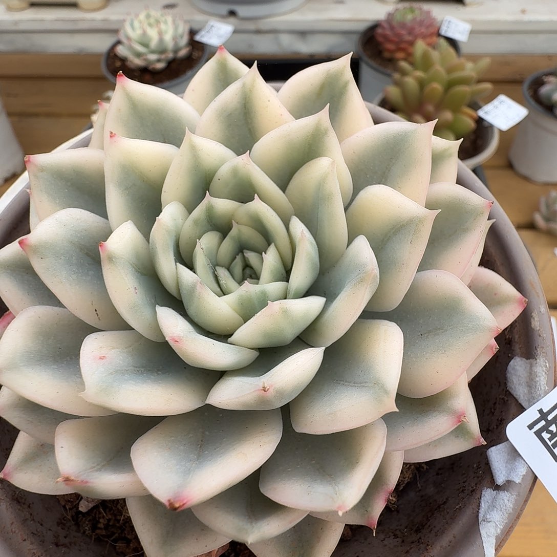 月亮仙子锦111224-31