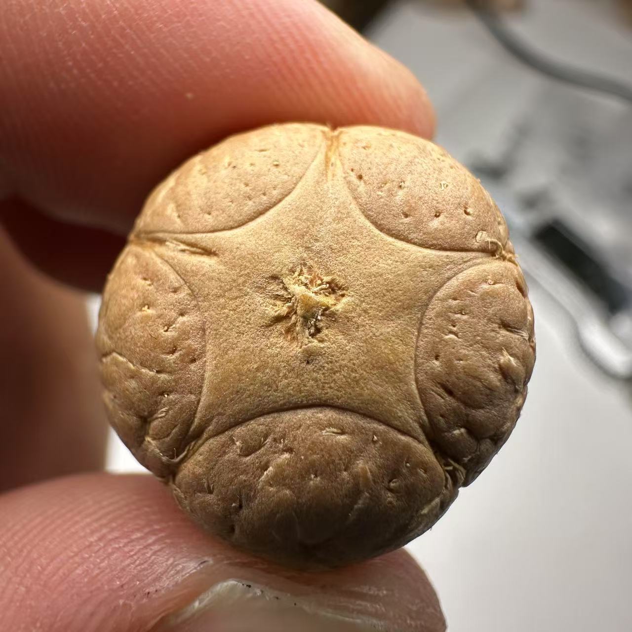 尼泊尔五星菩提，尺寸19，sss系列，货号65