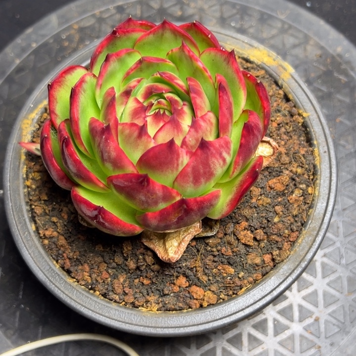 用***开春暖花开姐发货111111