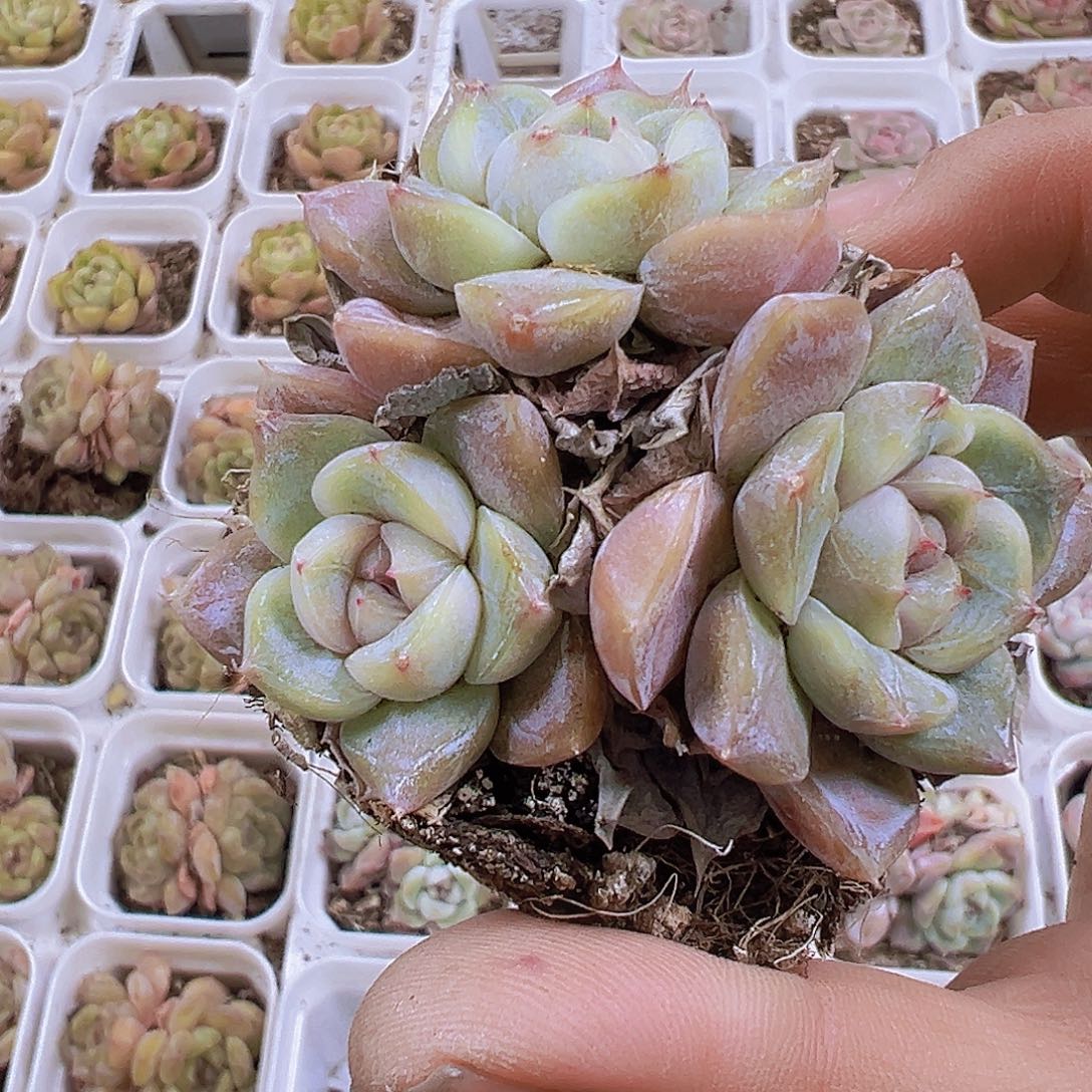 雪兔群19包邮多肉植物