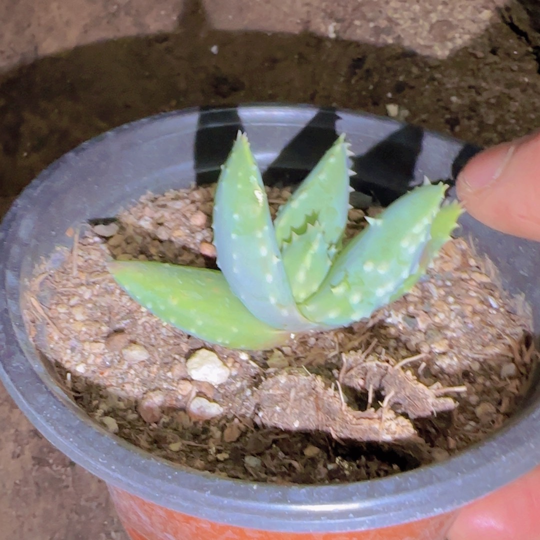 L***波块根植物块根植物