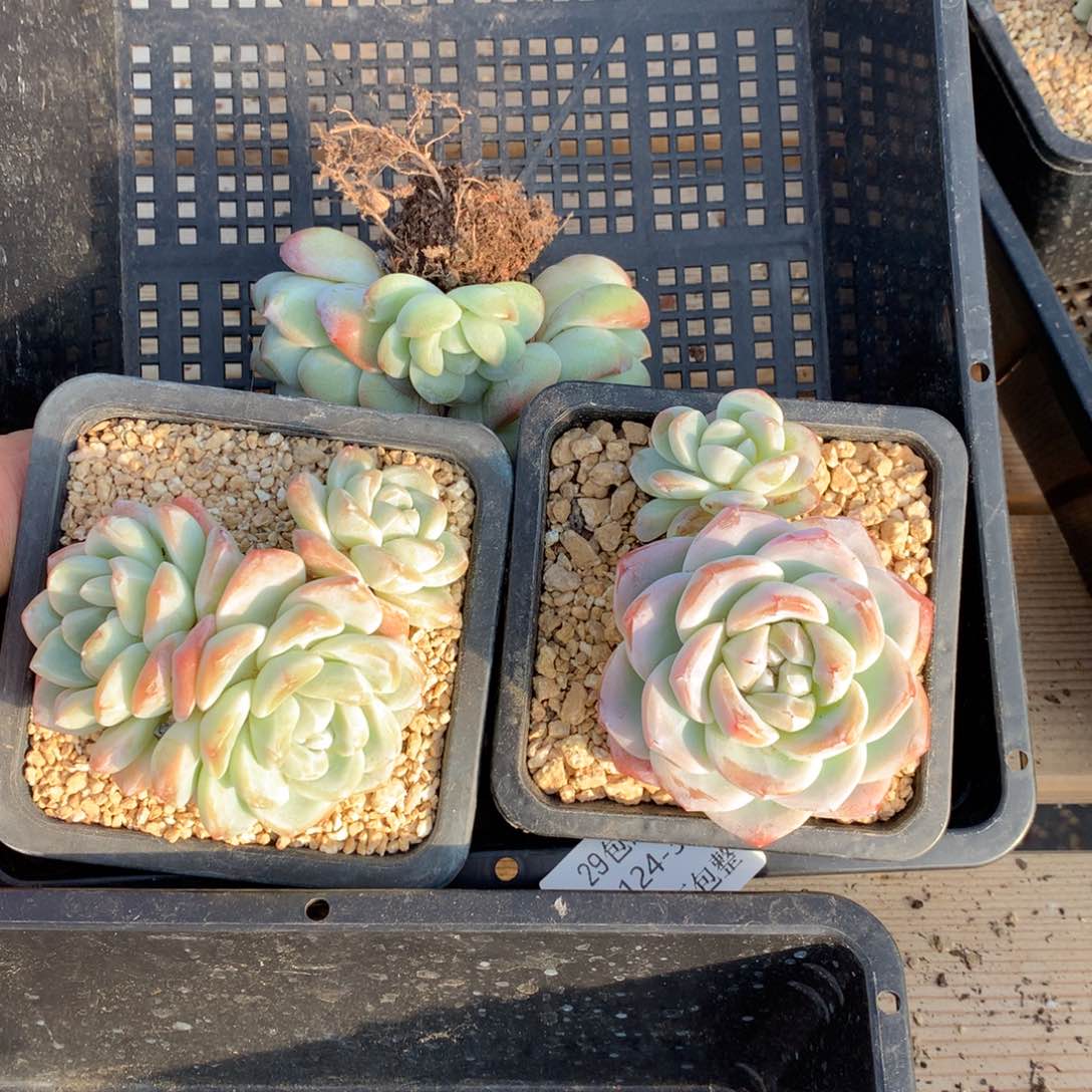 0124-37 冰玉三颗