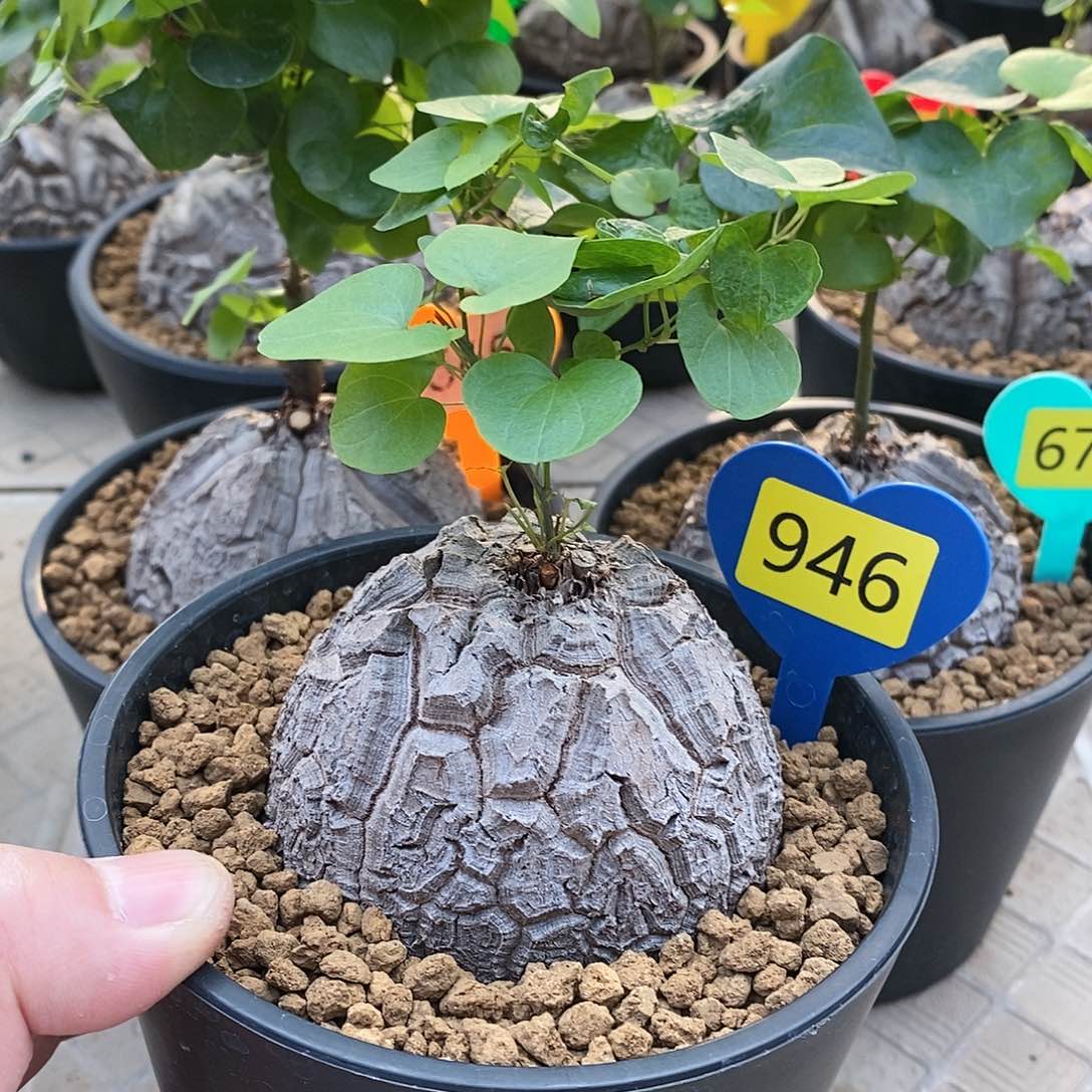 南非龟甲龙龟甲龙