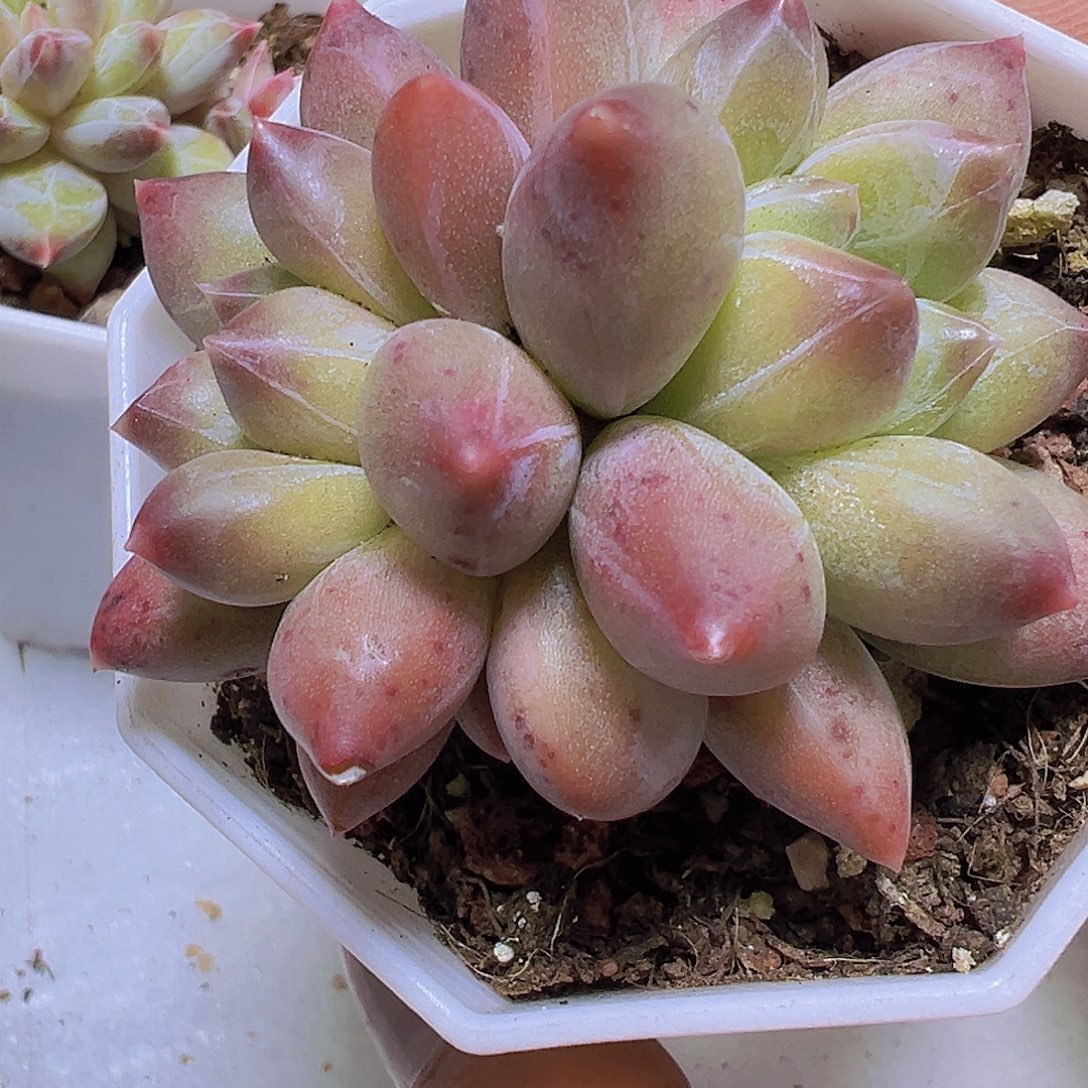 双头重楼19包邮多肉