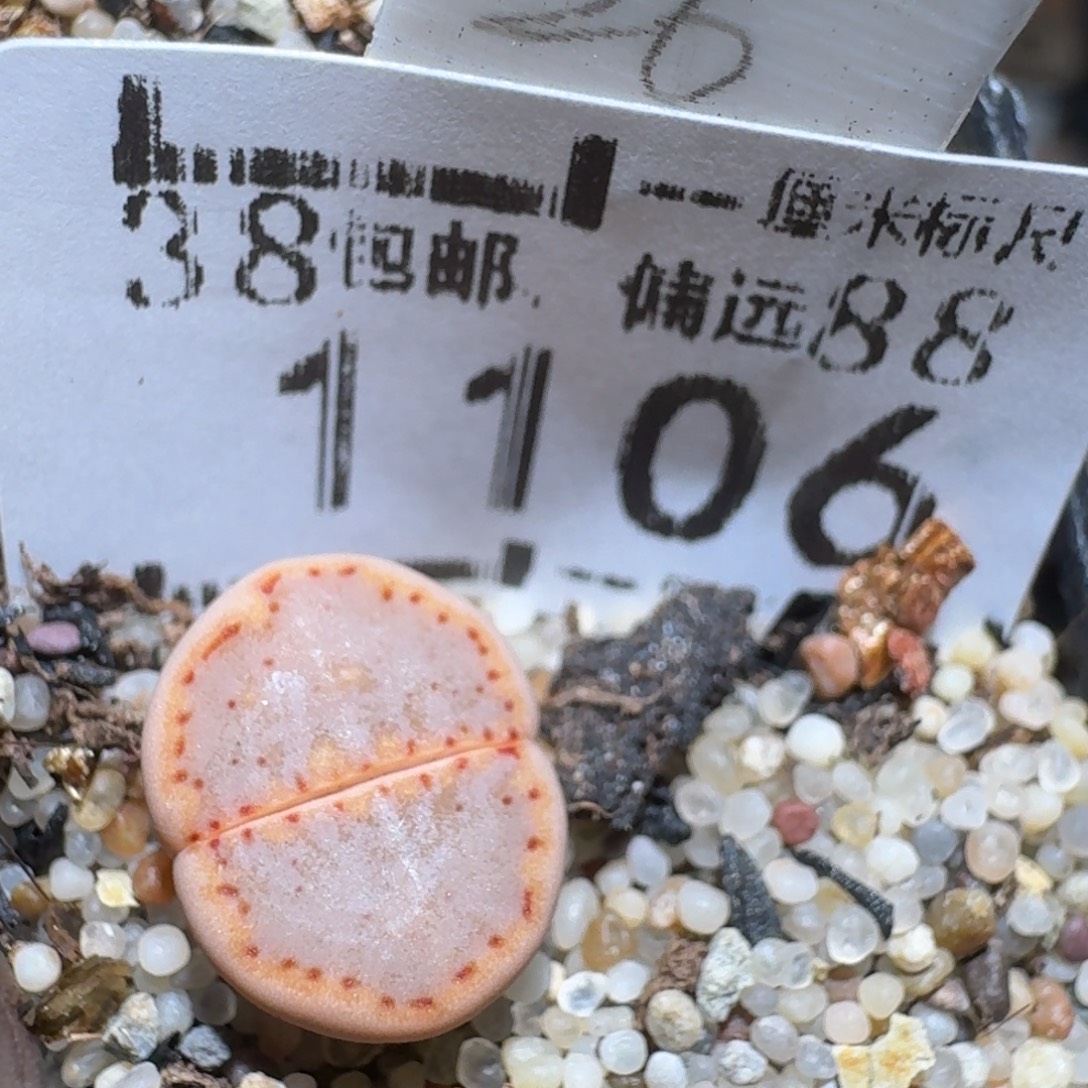 zzz好货也福利1106粉171