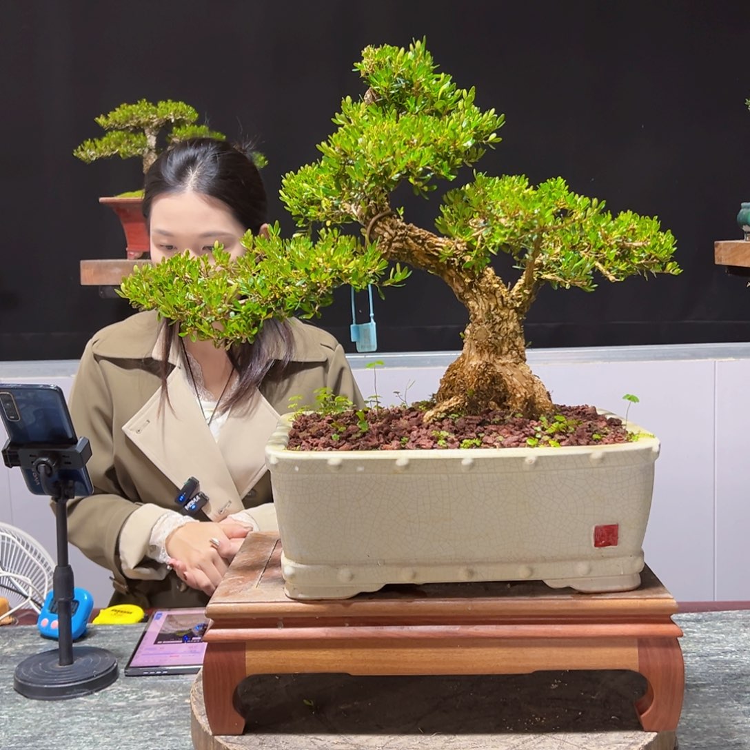 四季常青老桩黄杨盆景