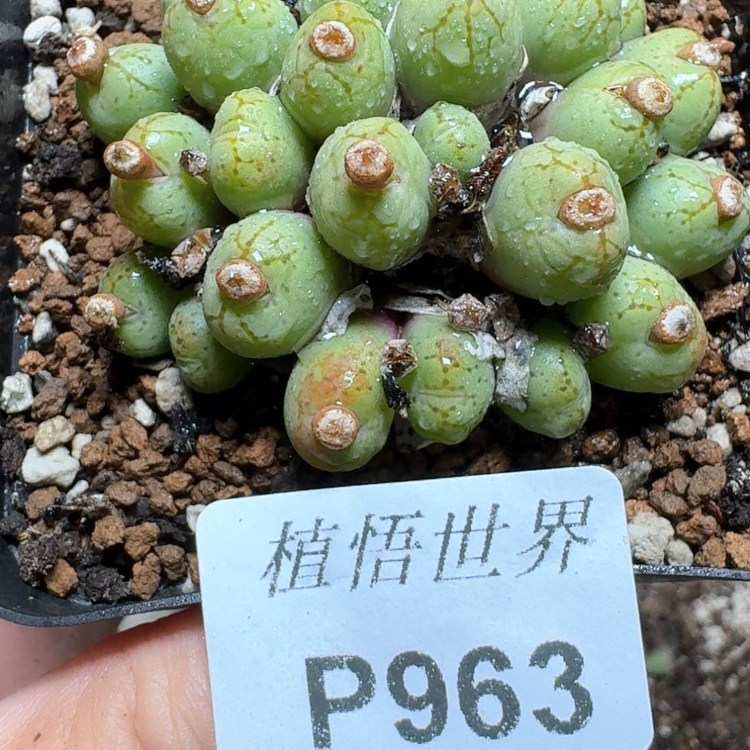 963盒多肉植物哇f c