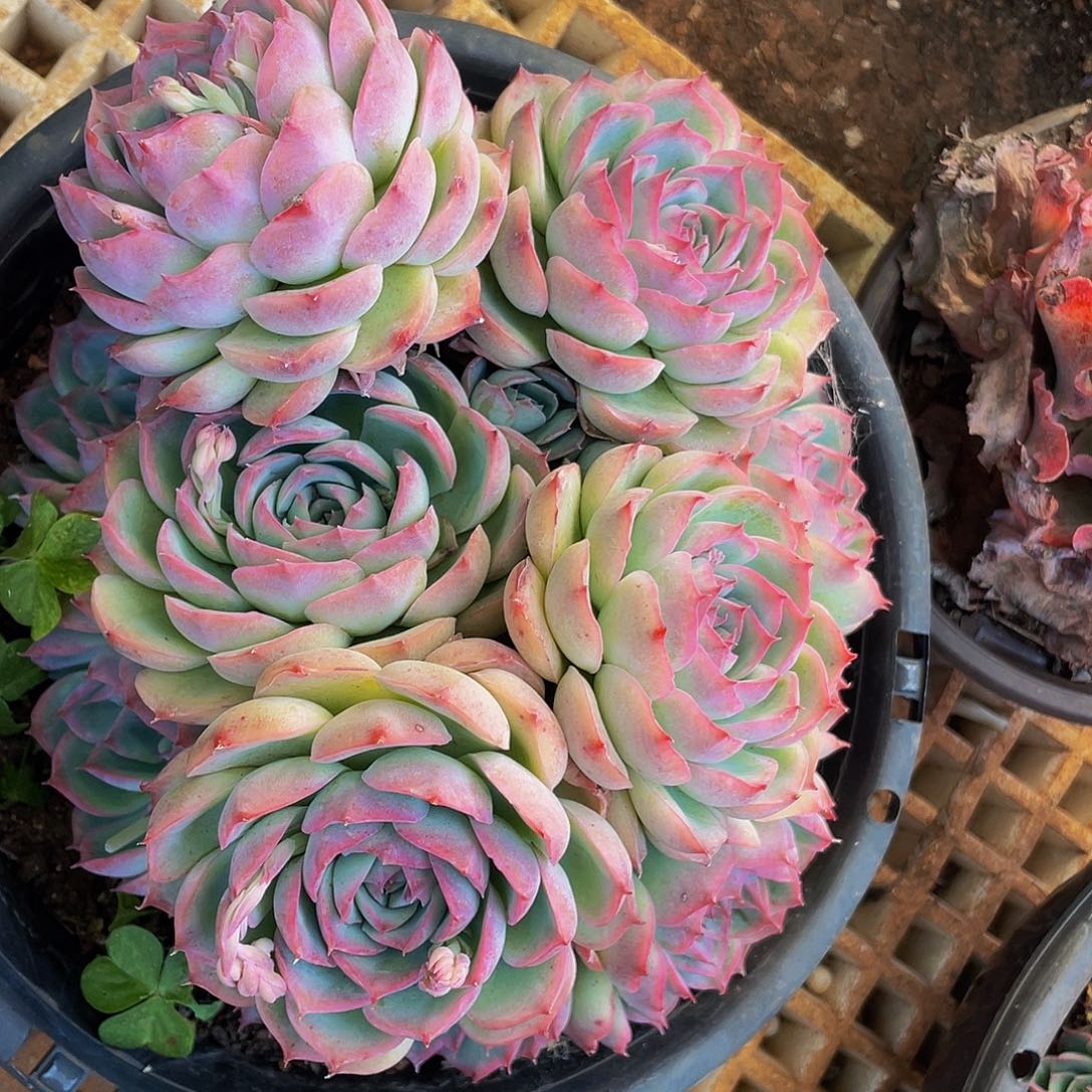 大侧影39.8带盆土多肉