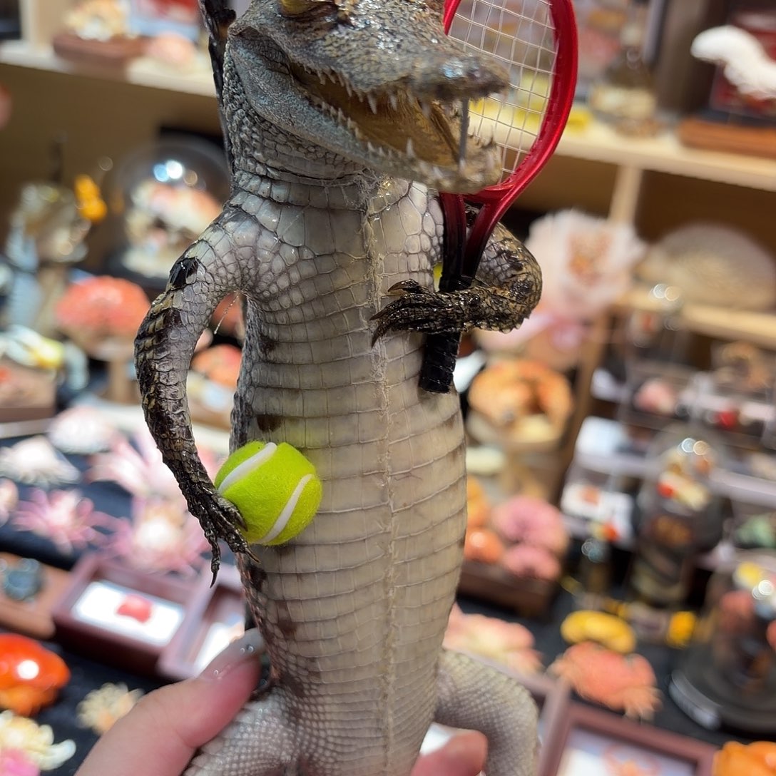 真实网球鳄鱼标本