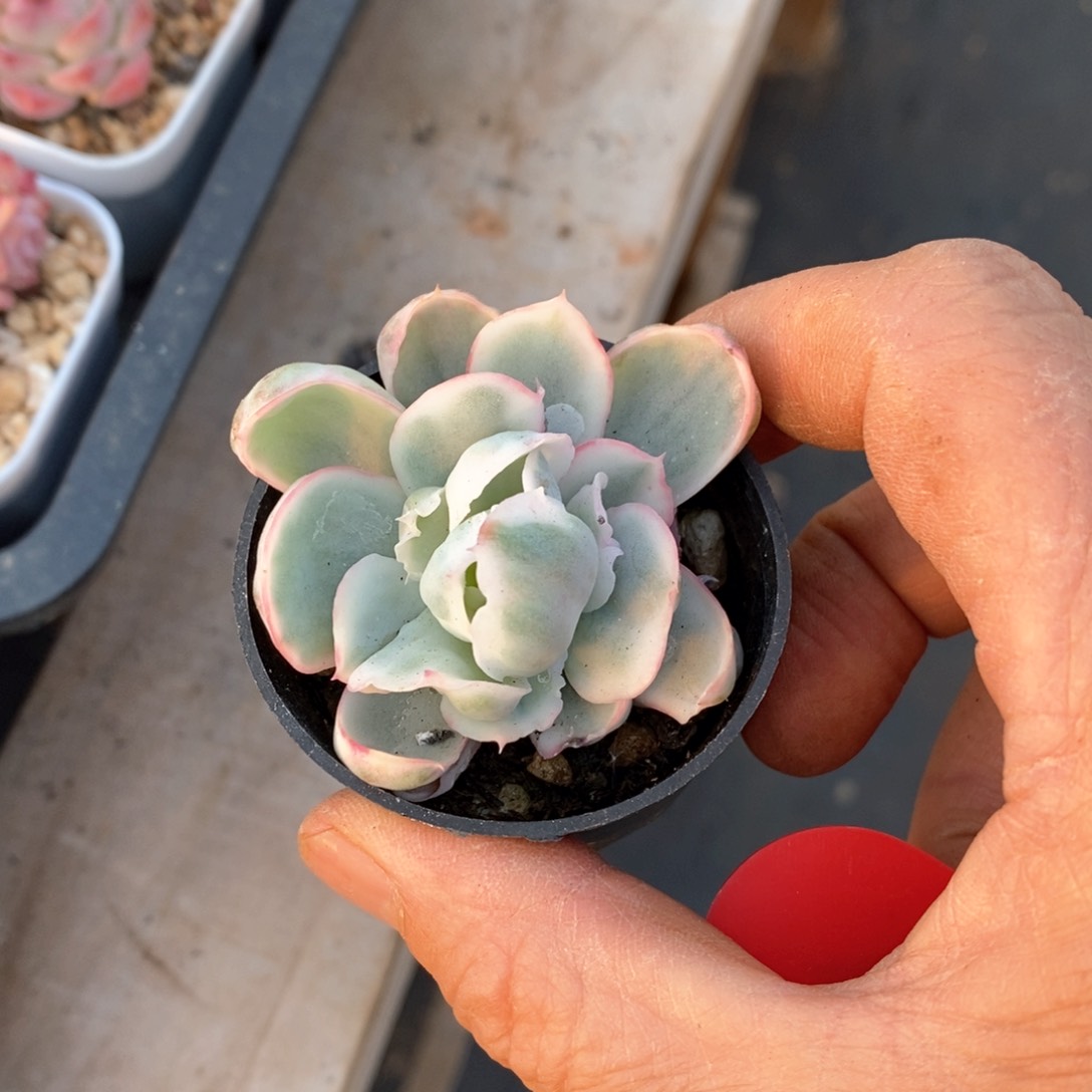 精品多肉一物一拆不包整127