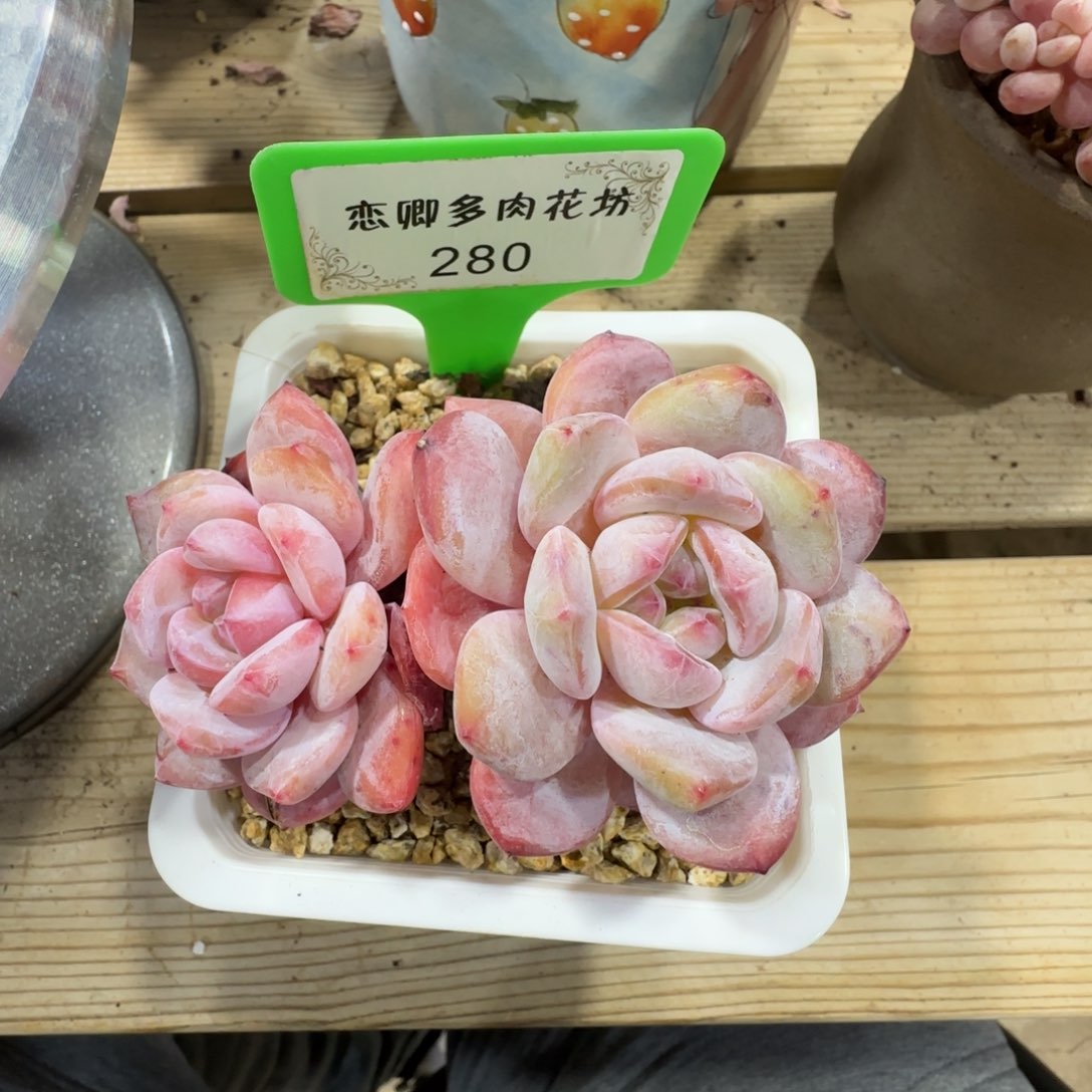 品*28老桩无砍自然群00000