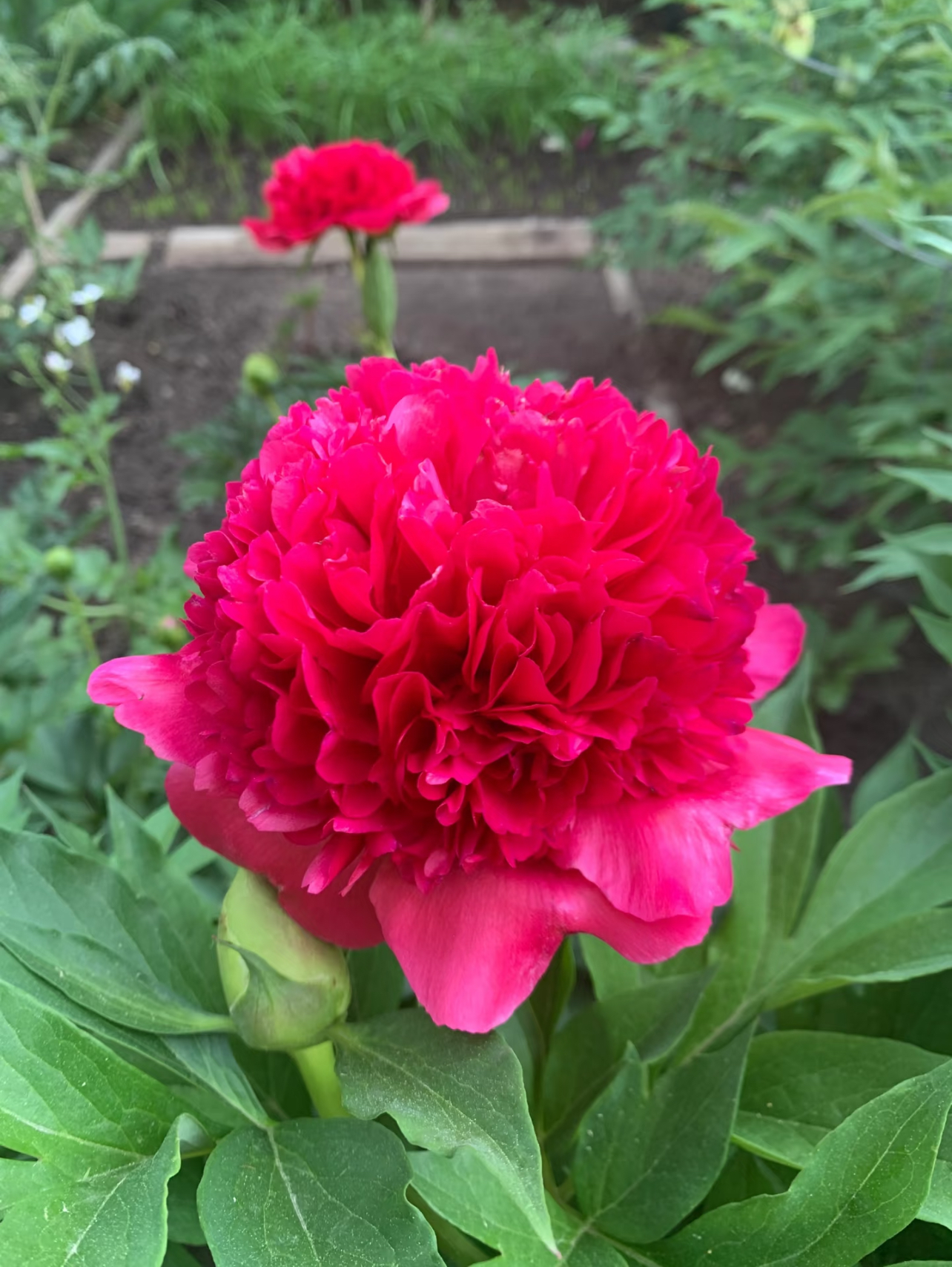 御前表演 重瓣芍药 简单易养 菏泽基地直发