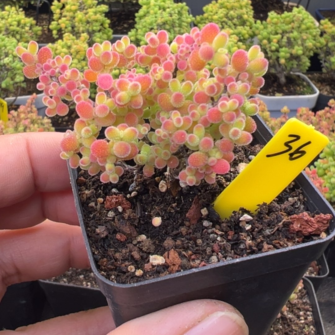 书***茶蜜橘糖球36号5.5cm盆