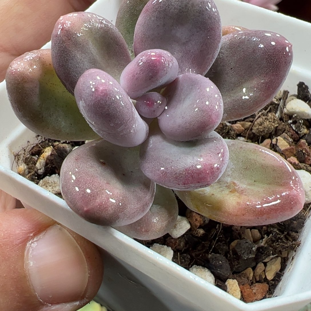 奶酪锦 小方花圃一物一拍