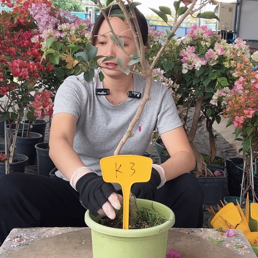姚***姚大部分花苞少量开放K3棒棒糖