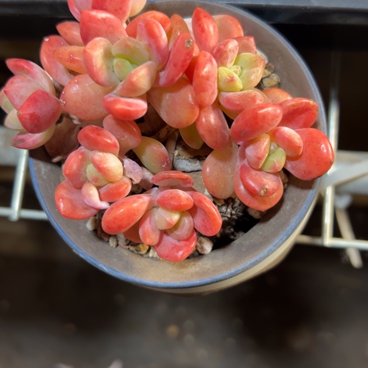 幸运儿是一位非常幸运