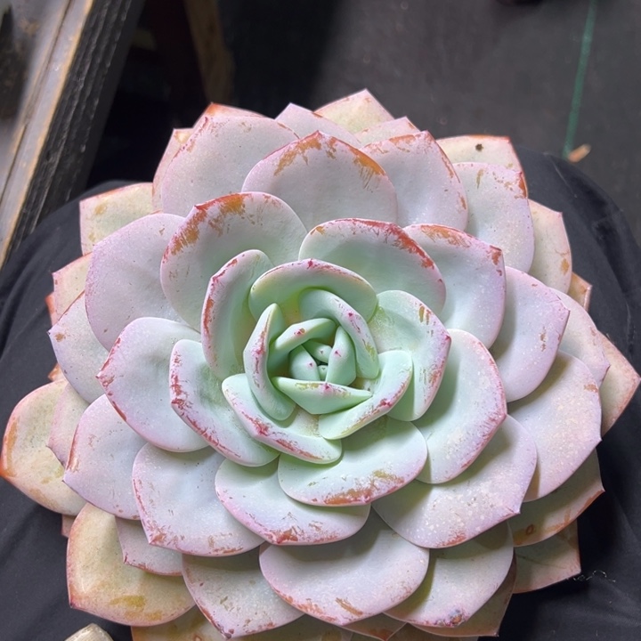 不****奶茶精品多肉老桩