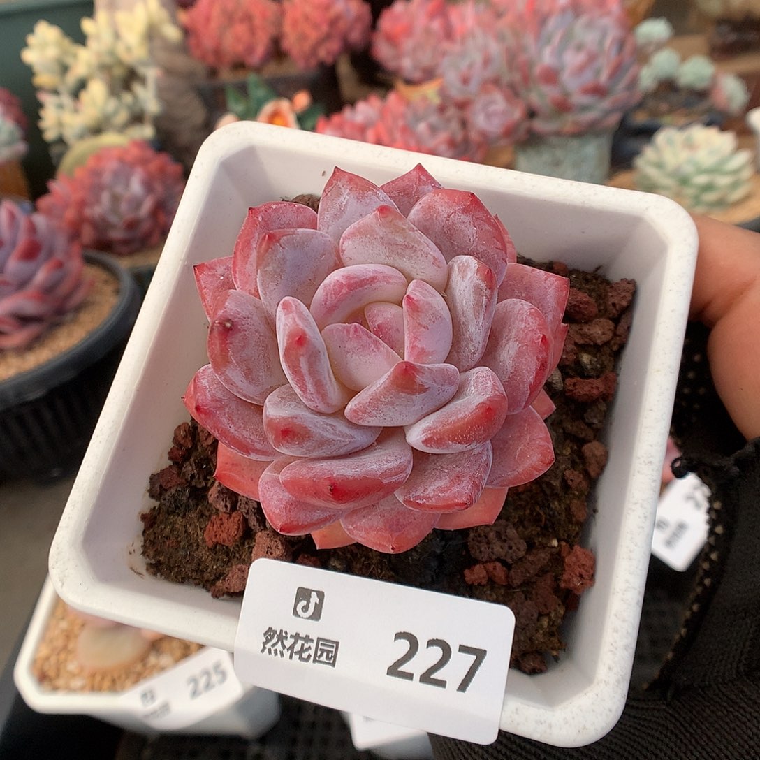 227雪天使多肉植物6666