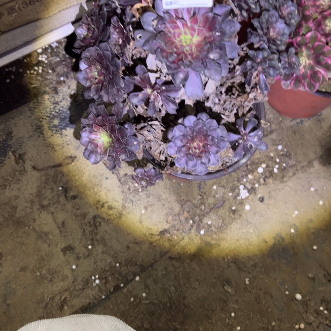 何***）148黑铜壶法师多肉植物