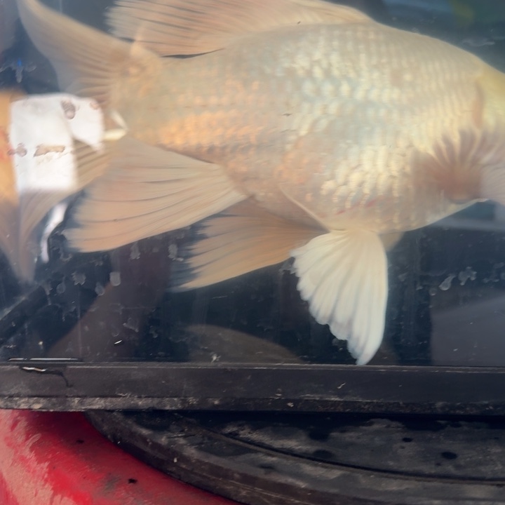 蝴蝶鲤鱼蝴蝶鲤包邮70瑕疵