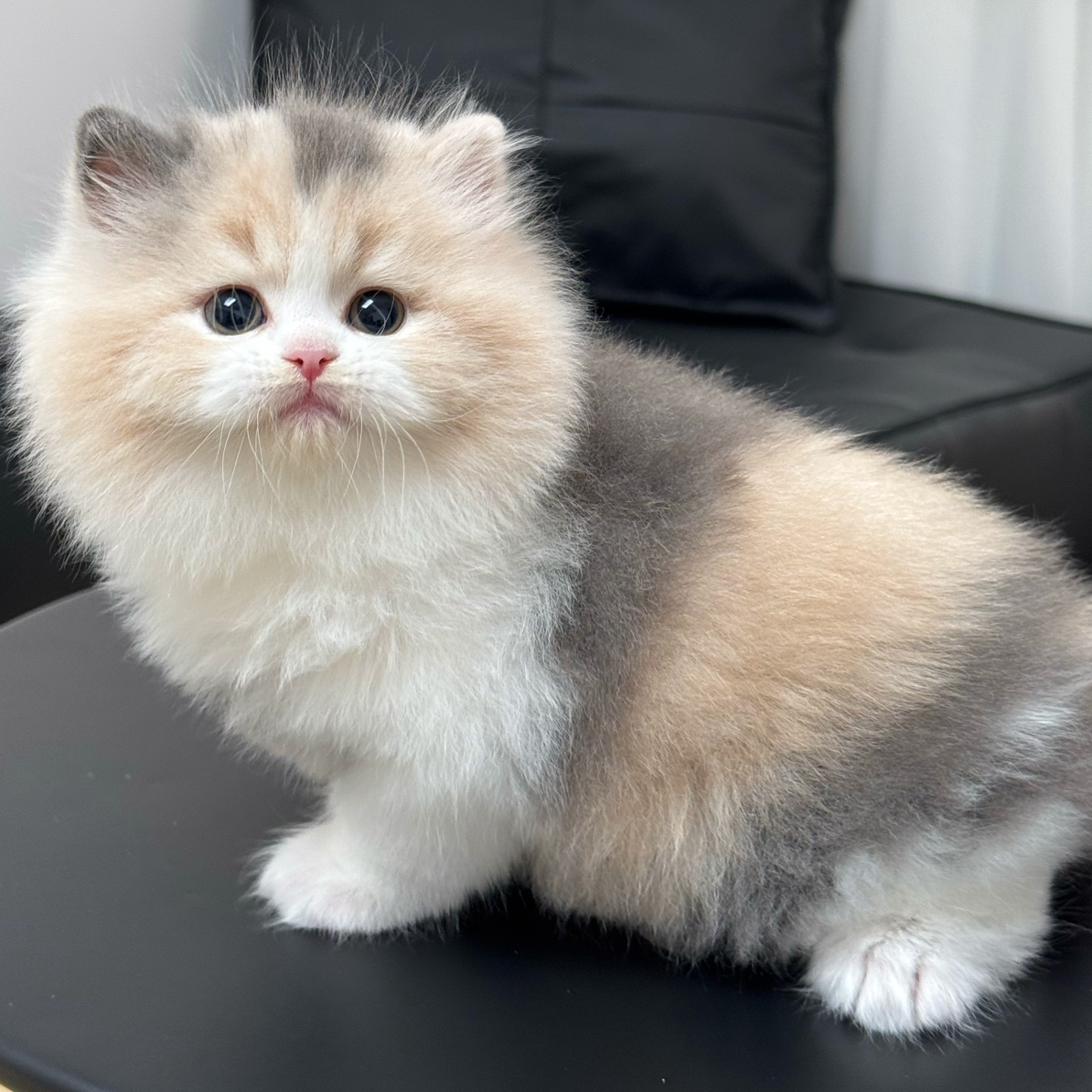 （全款咨询主播）三花长毛小蜜蜂妹妹五粉活体猫