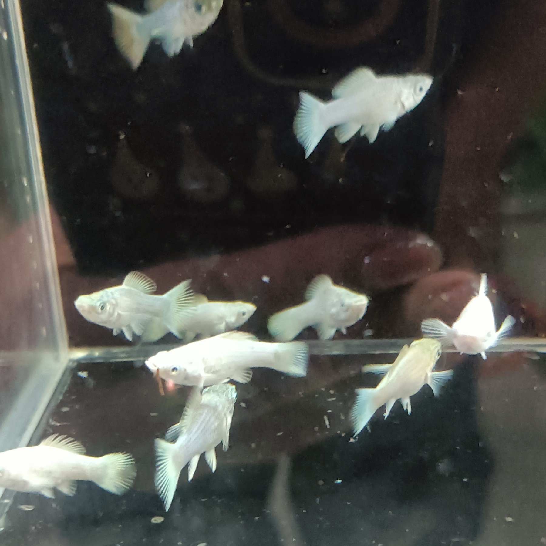 瓷白玛丽球鱼苗F1 10条