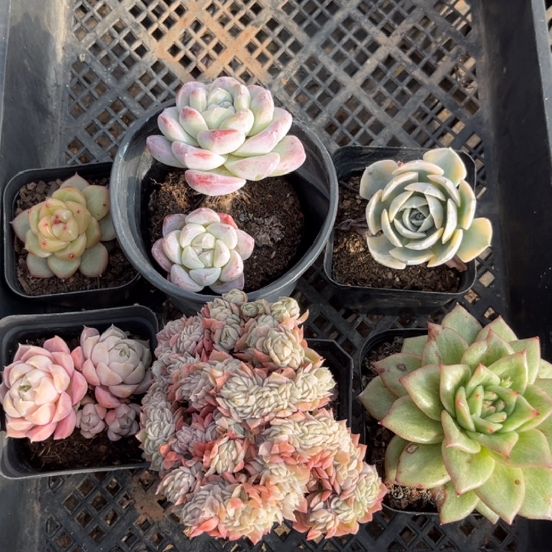 新手套餐非偏远包邮