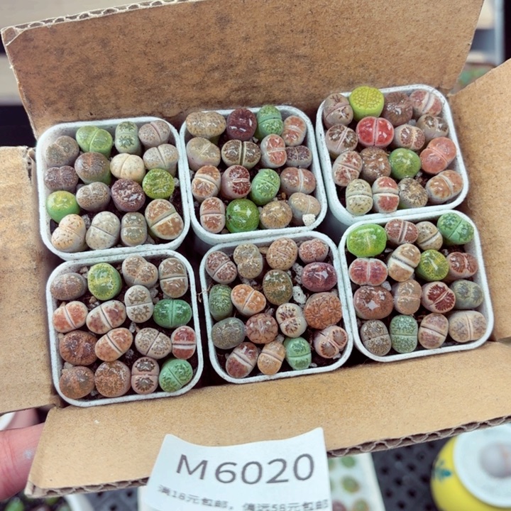 6020零下地区记得拍保温箱满18包邮