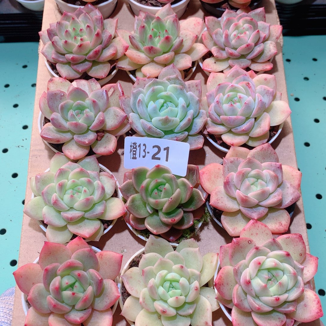 13-21一物一拍多肉带盆18颗