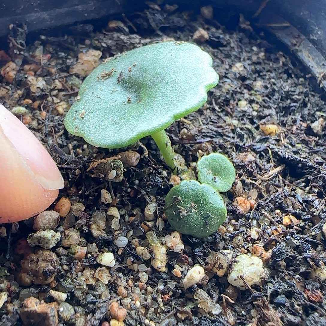 年后脱土发货24828