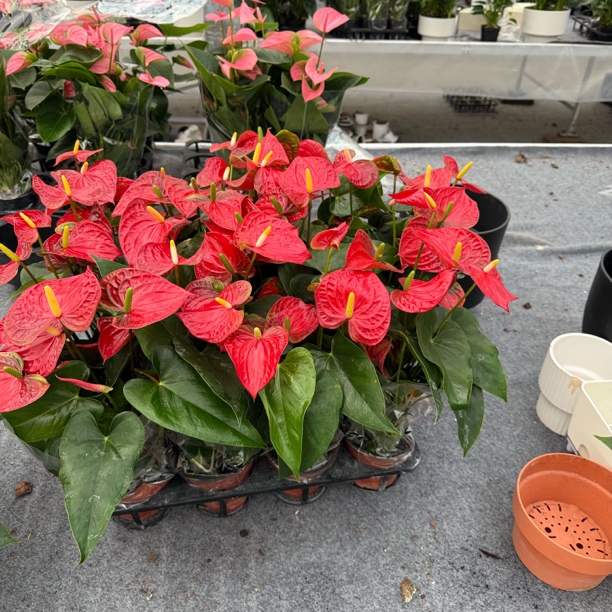 红斑比诺  小型红掌  花卉绿植可水培