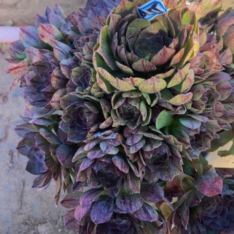 万拉丝朵朵多肉植物55多肉