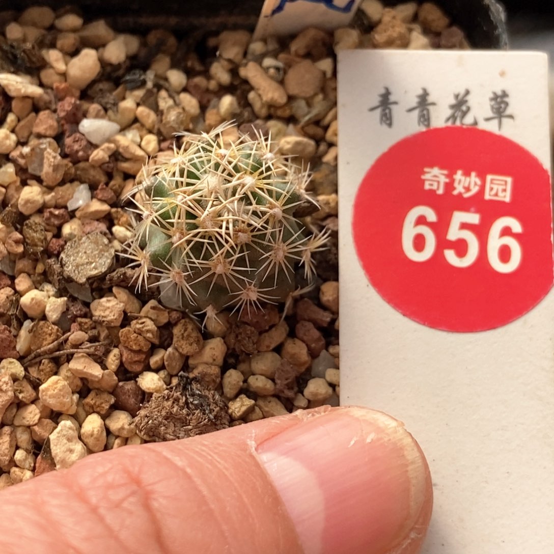 实生顶花凤舞1.7cm