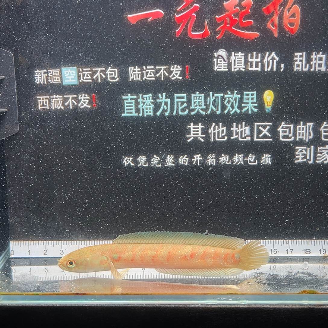 雷龙鱼七星雷龙七星雷龙