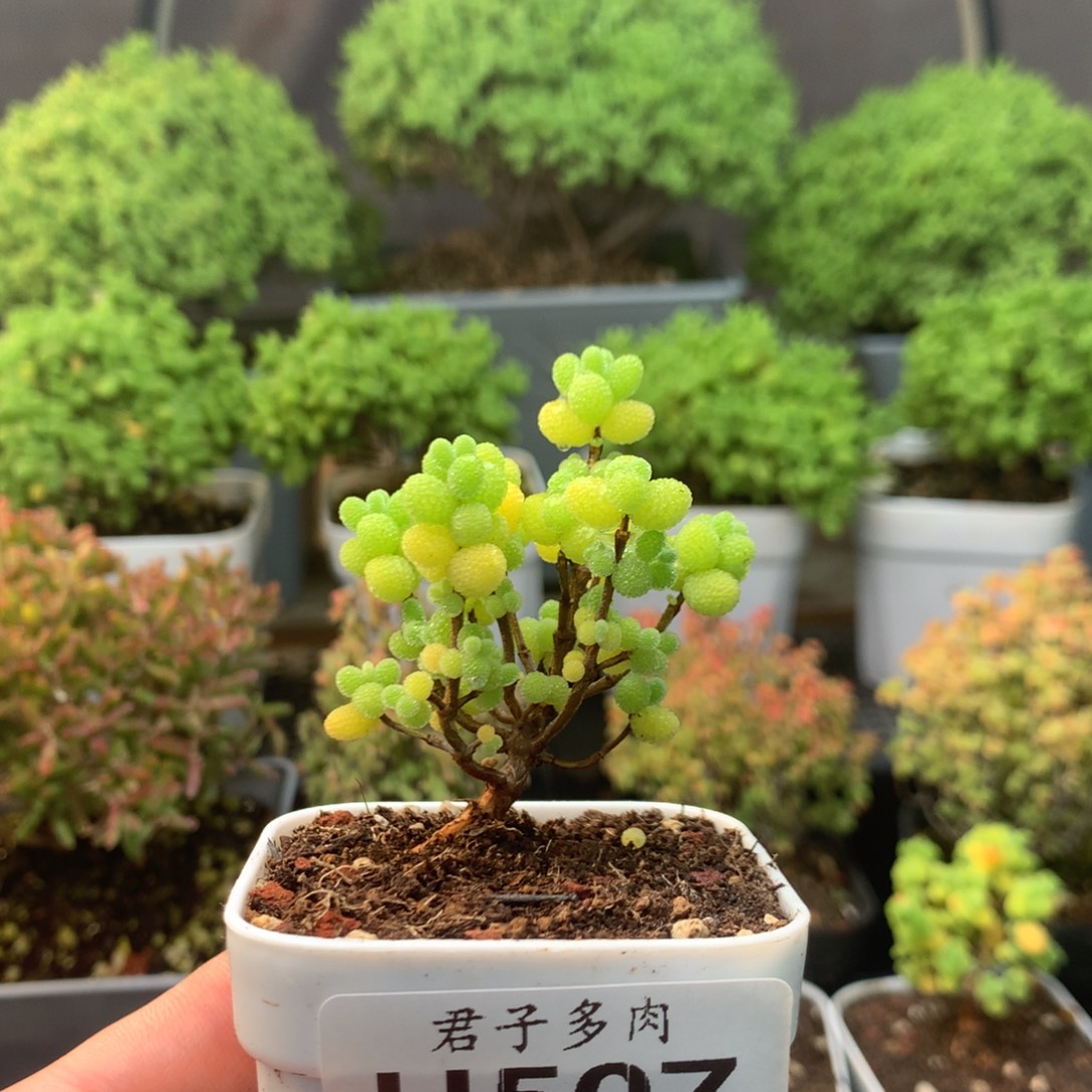 507金橘。                